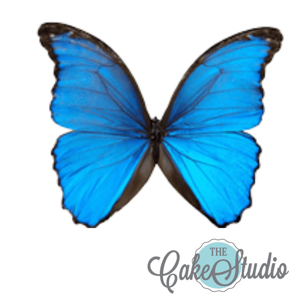 Mariposa Azul Comestible. 10 Piezas
